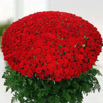 A1 Red Rose 